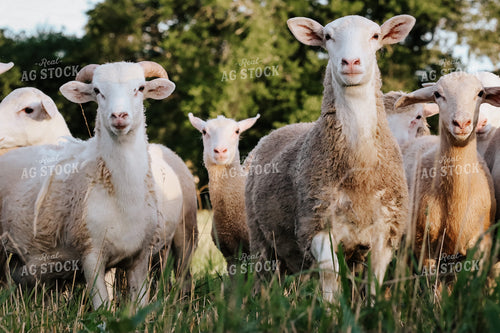 Sheep 220017