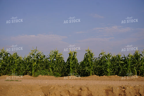 Corn Field 148003
