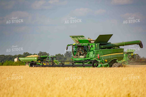 Rice Harvest 291060