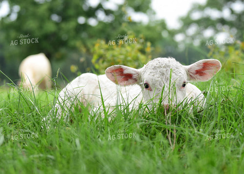 Charolais Calf 192018