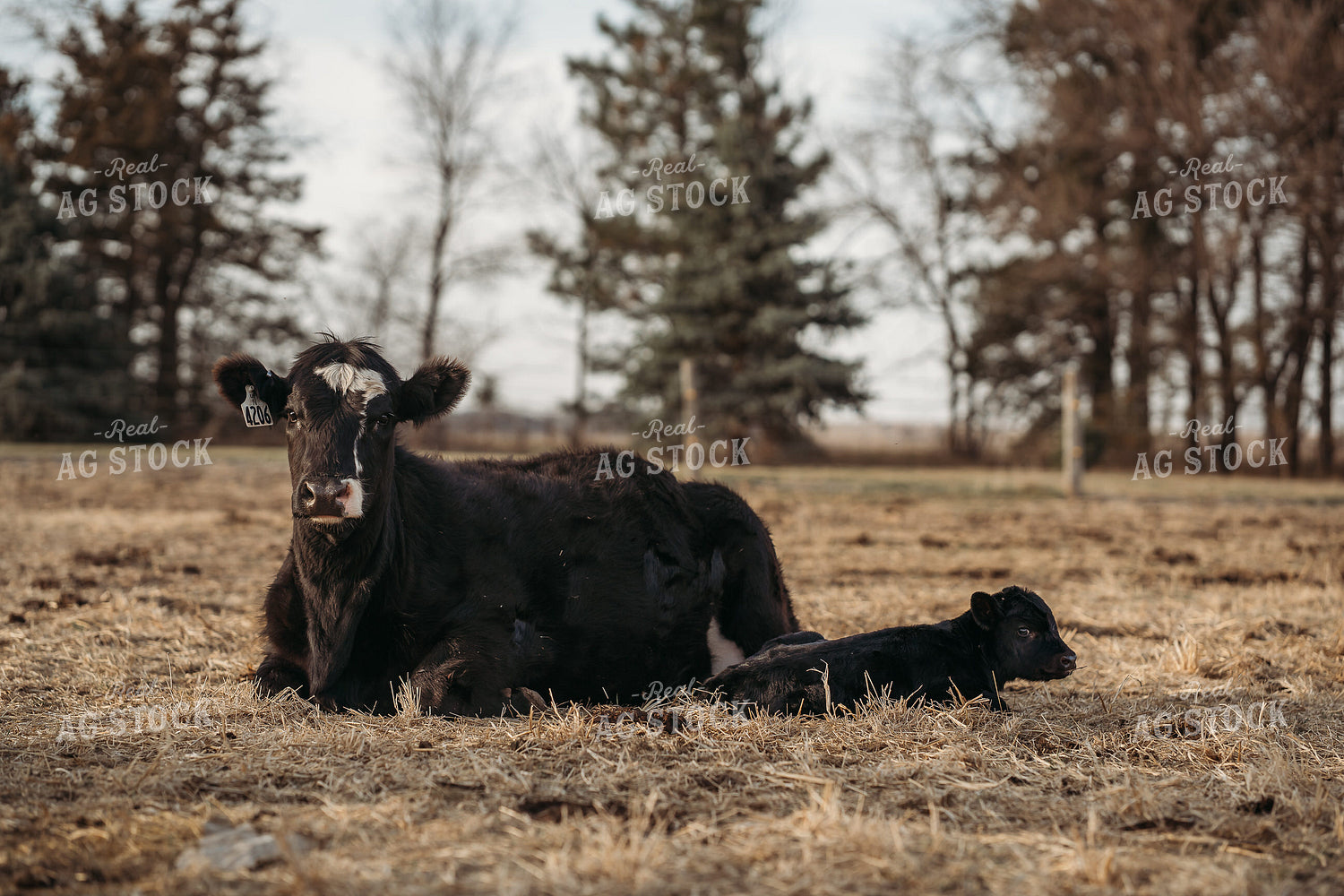 Cow Calf Pair Laying in Pasture 196234