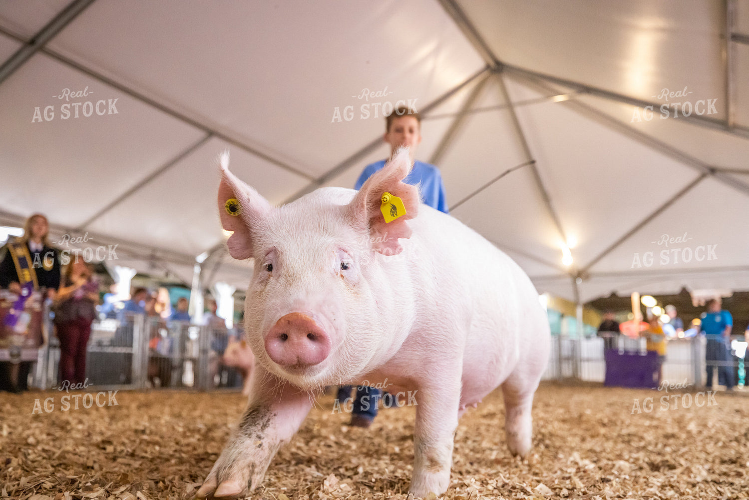 Showing Pigs 270096
