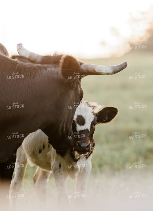 Corriente Cow Calf Pair 278004