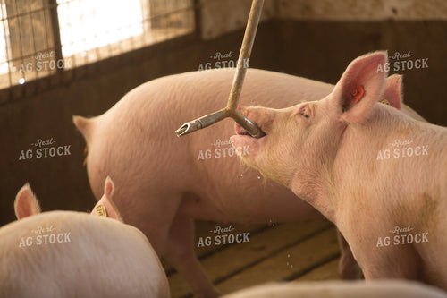 Pigs in Modern Barn Drinking Water 3858