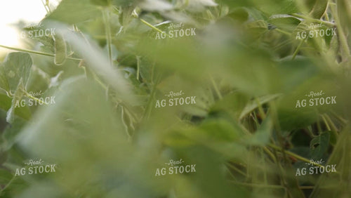 Soybean Video - Pod Through Foliage 4922