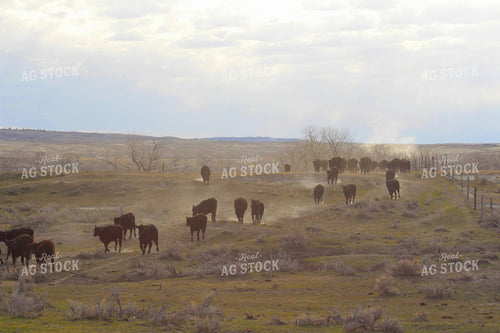 Cattle Moving in Pasture 63052