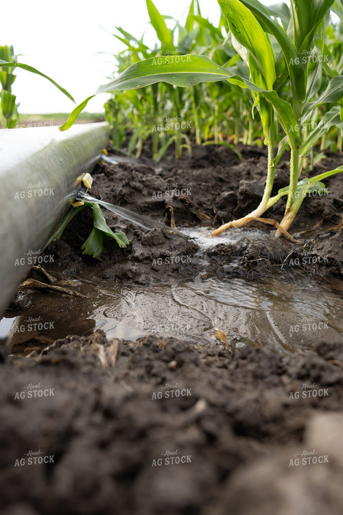 Gated Irrigation in Corn Field 65873