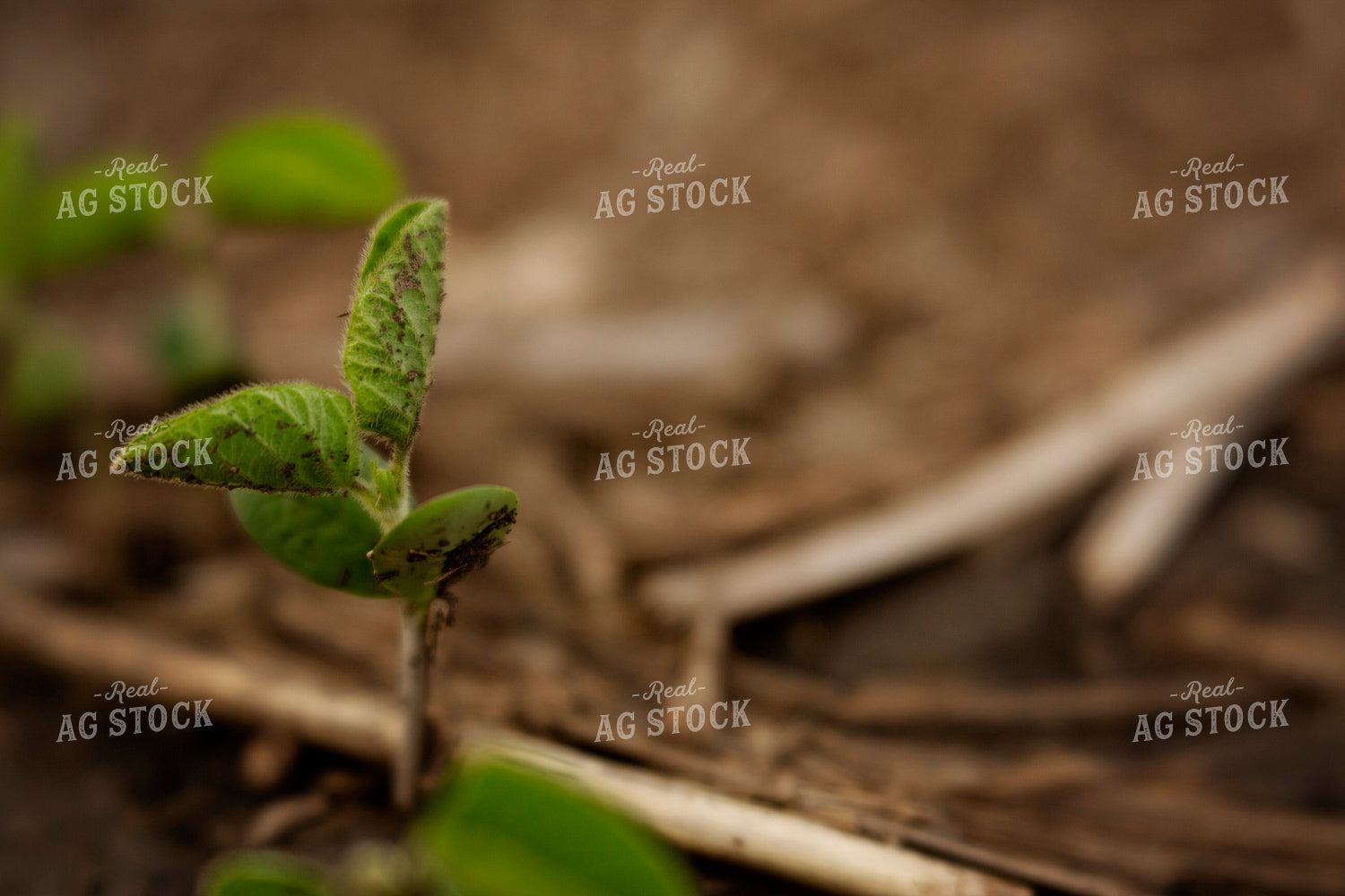 Early Season Soybeans 9688