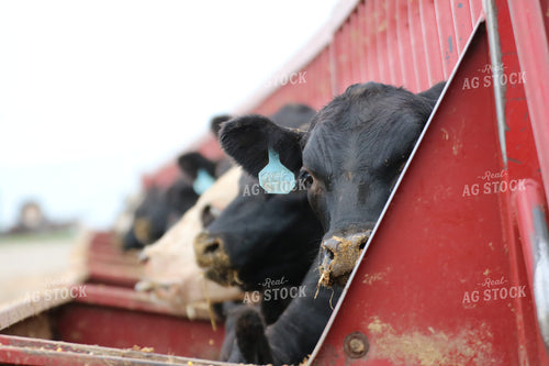 Cattle Eating Out of Trough 82084