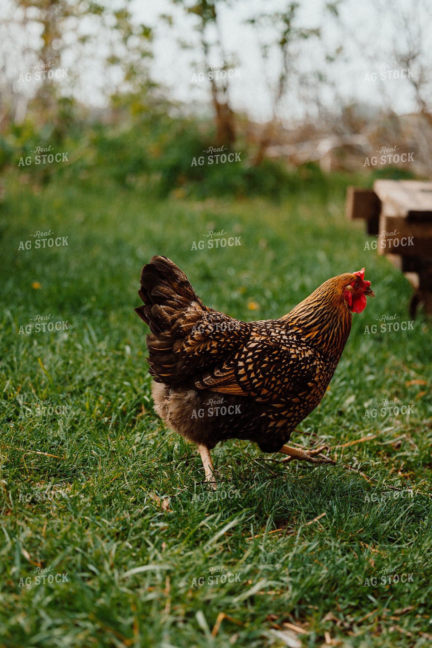 Pullet Laying Chicken 104060