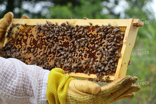 Beekeeper with Hive Frame 201021