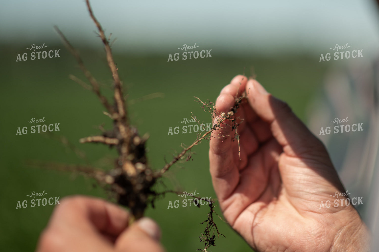Checking Soybeans 76663