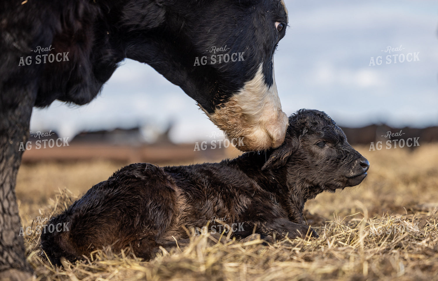 Simmental Cow Calf Pair 72199