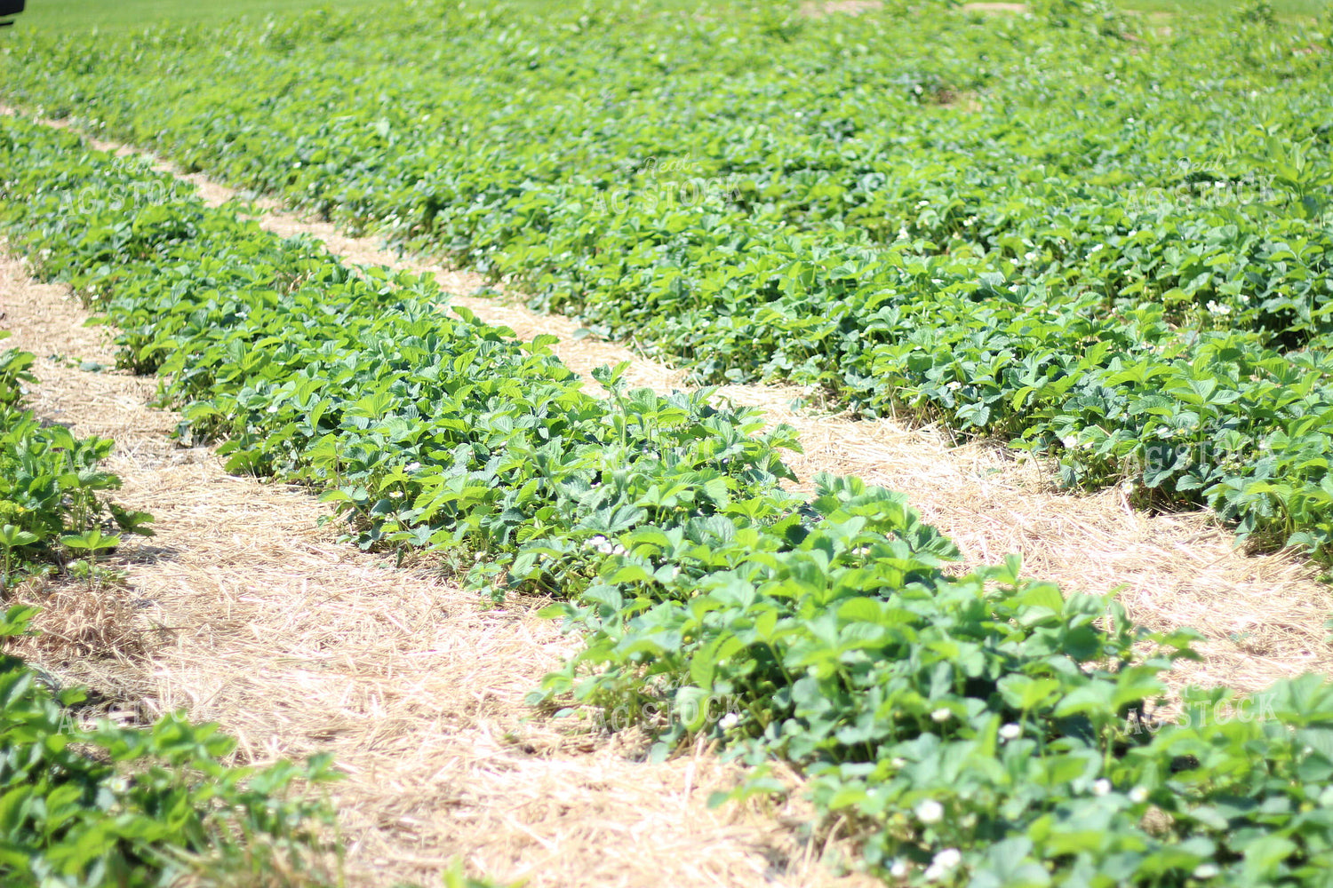 Strawberry Field 73050