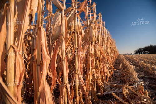 Dried Corn 76720