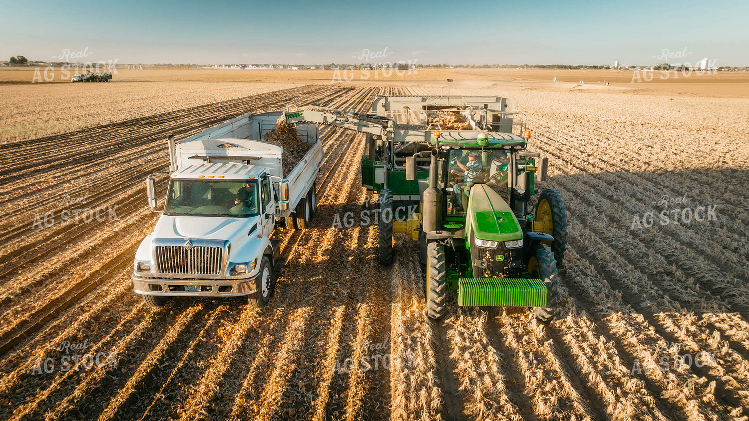Onion Harvest 56710