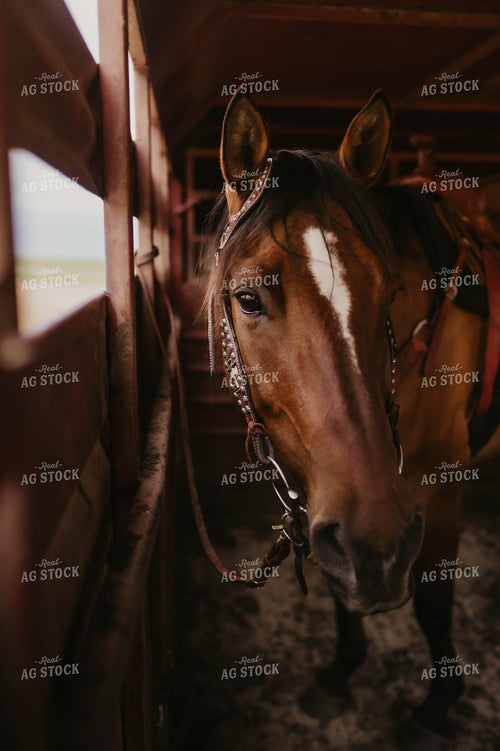 Horse in Trailer 185122