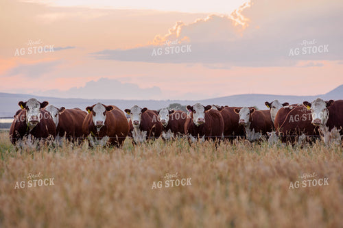 Hereford Cattle in Pasture 81086