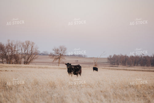 Angus Cattle Grazing in Pasture 68023