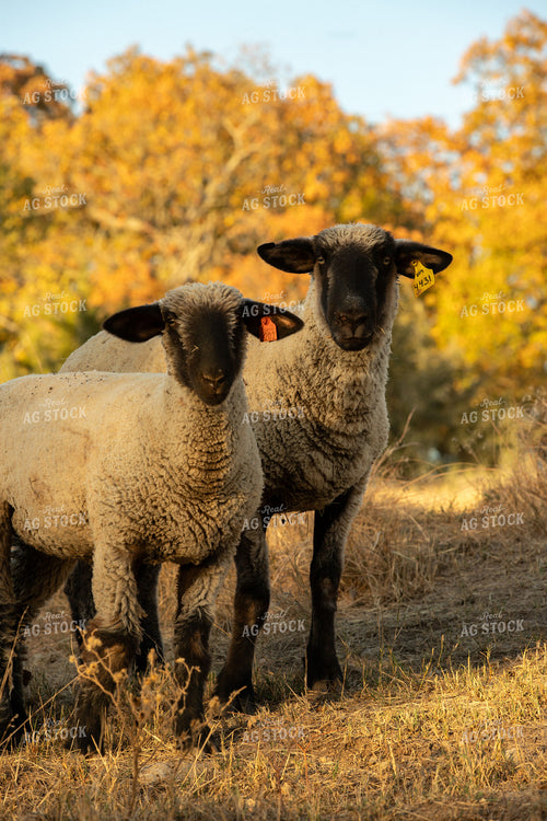 Sheep 264015