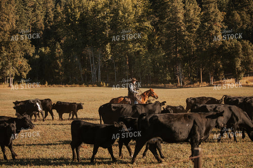 Ranchers on Horseback with Cattle 66055