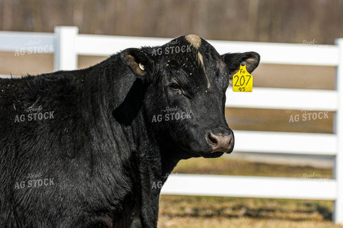 Cattle on Pasture 160057