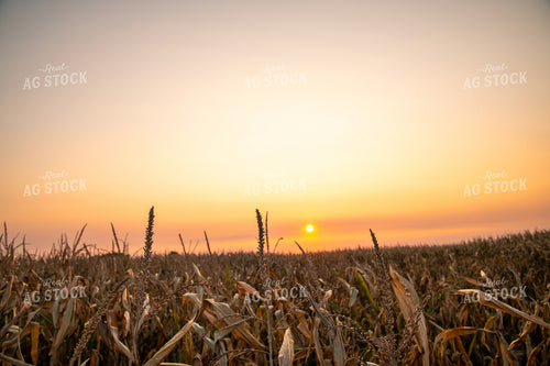 Dried Corn Tassels at Sunset 25464