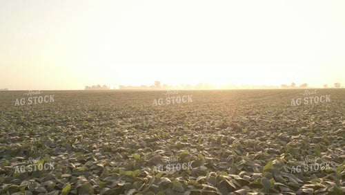 Green Soybean Field at Sunrise Drone 6525