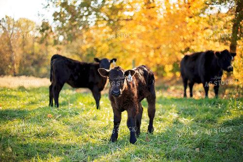 Angus Calf in Pasture 93060