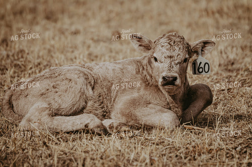 Calf on Pasture 202005