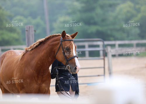 Equestrian With Horse 160066