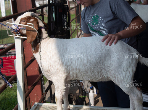 Clipping Show Goat 141373