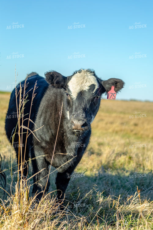 Cattle on Pasture 155333