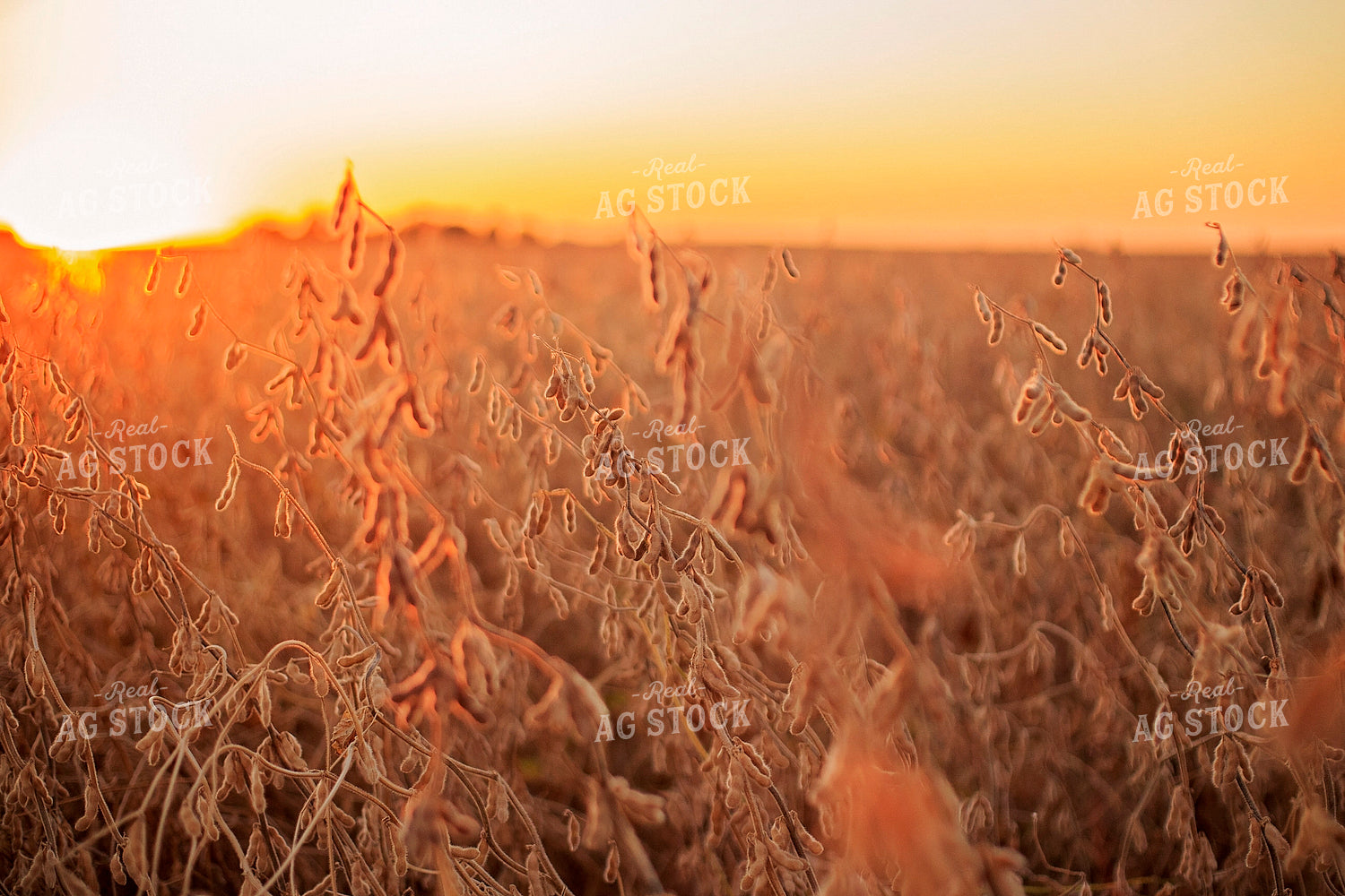 Dried Soybeans 93191