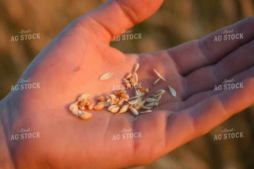 Hand Holding Oats 191180
