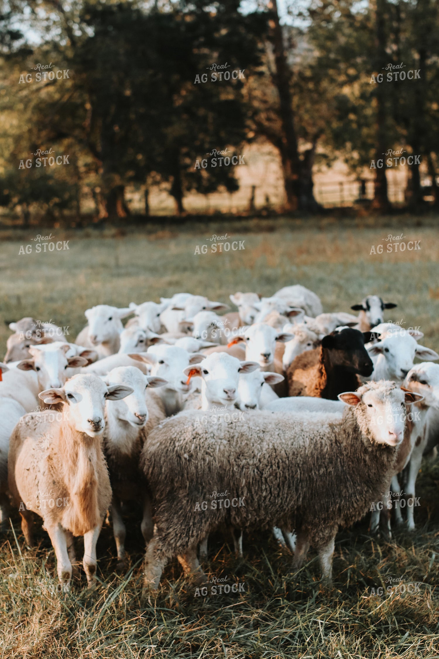 Sheep 220030