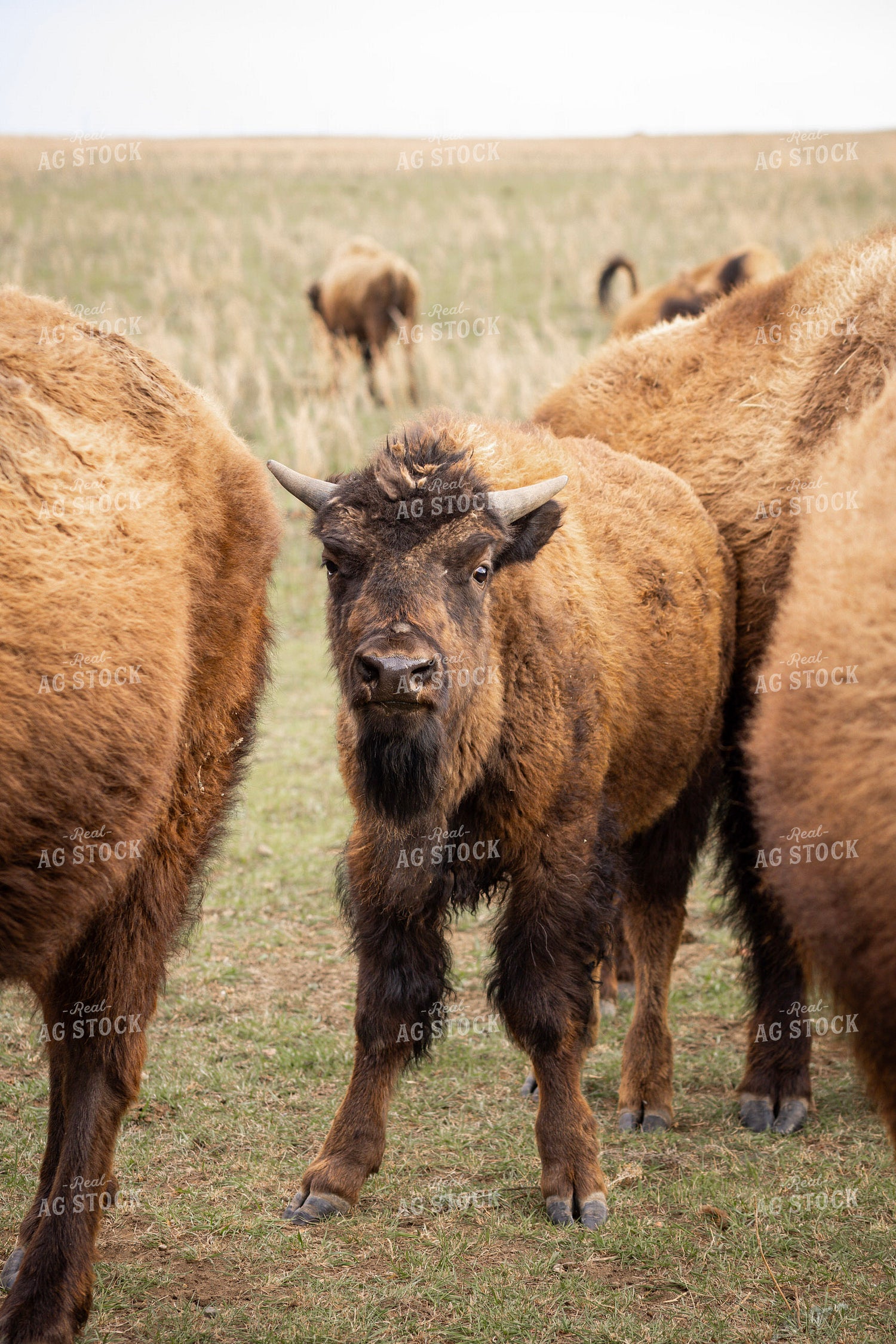 Bison 187144