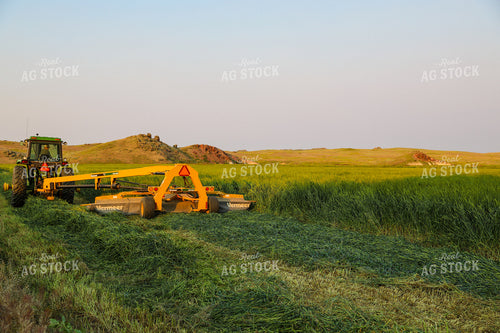 Cutting Green Willow Creek Winter Wheat 87015