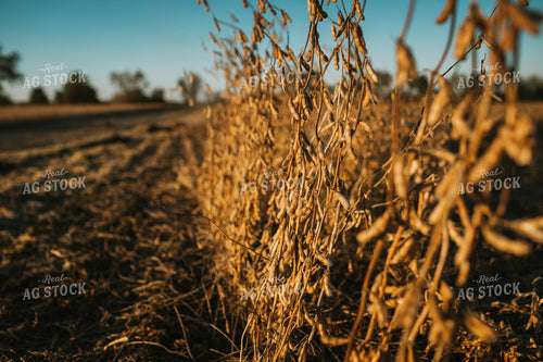 Dried Soybeans in Partially Harvested Field 5084