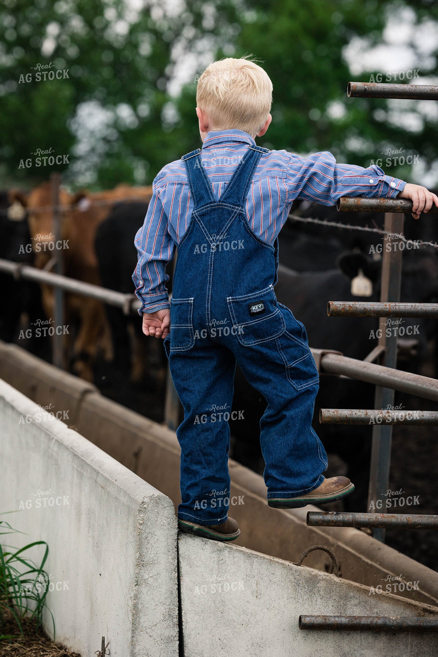 Farm Kid Climbs on Feed Bunk 219064