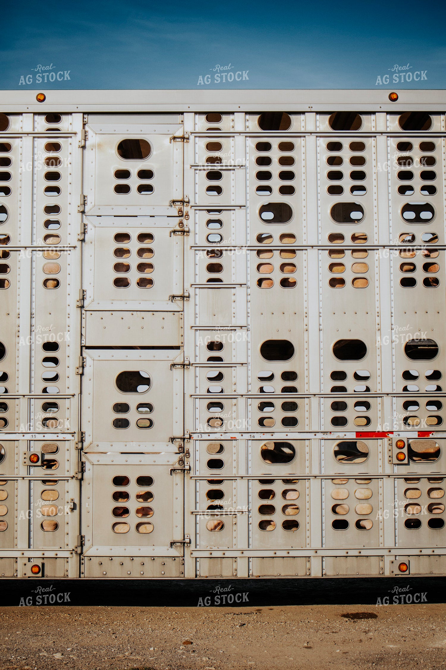 Pigs in Livestock Trailer 289035