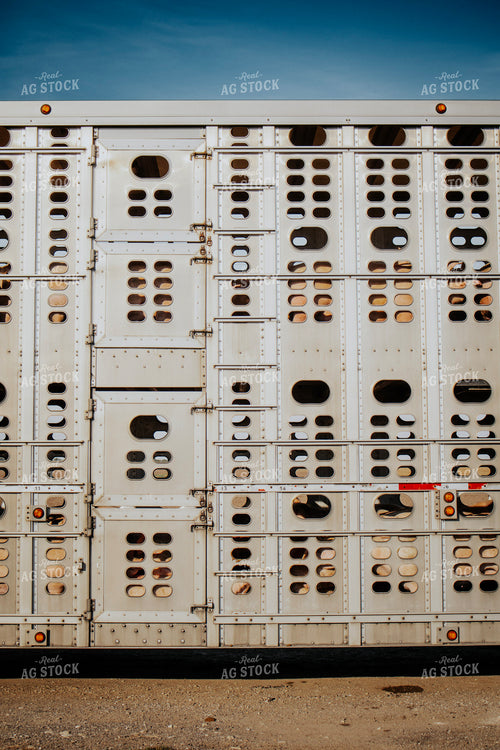 Pigs in Livestock Trailer 289035