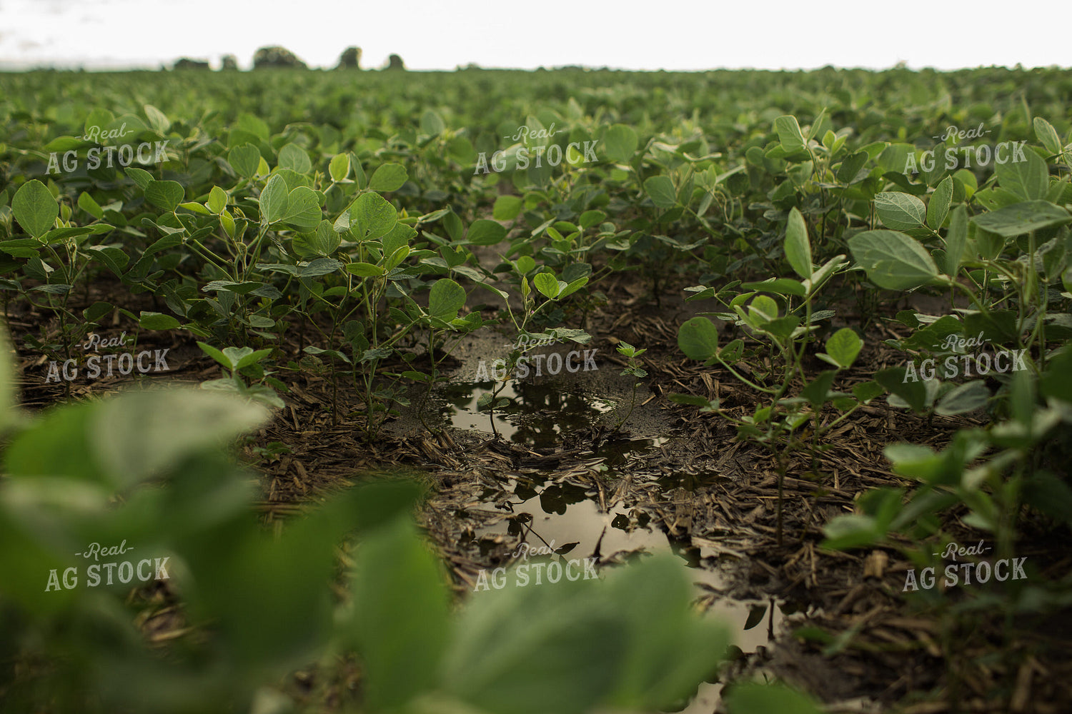 Wet R1 Soybean Field After Rain 6280