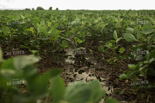 Wet R1 Soybean Field After Rain 6280