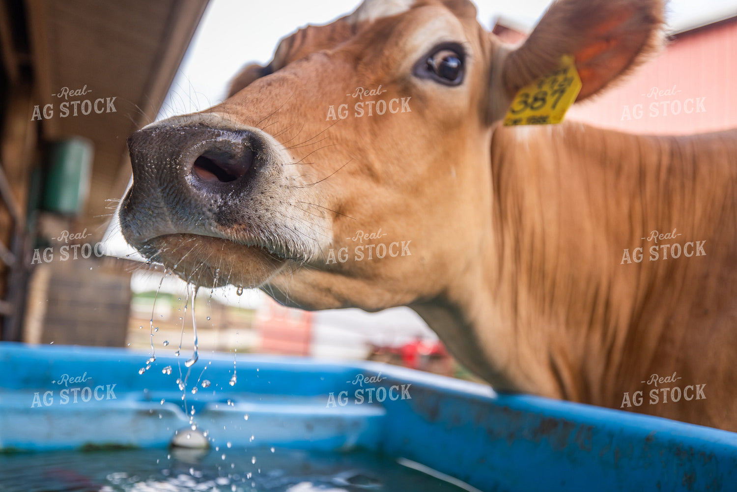 Guernsey Dairy Cows 270556