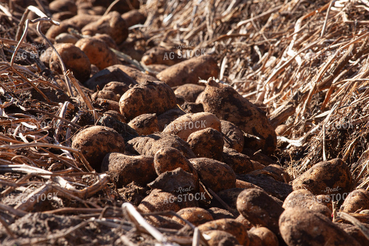 Potato Harvest 132198