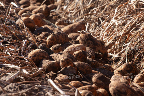 Potato Harvest 132198