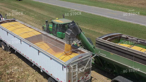 Corn Harvest 79516