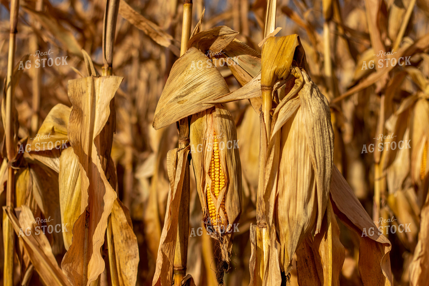 Dried Corn Field 67154