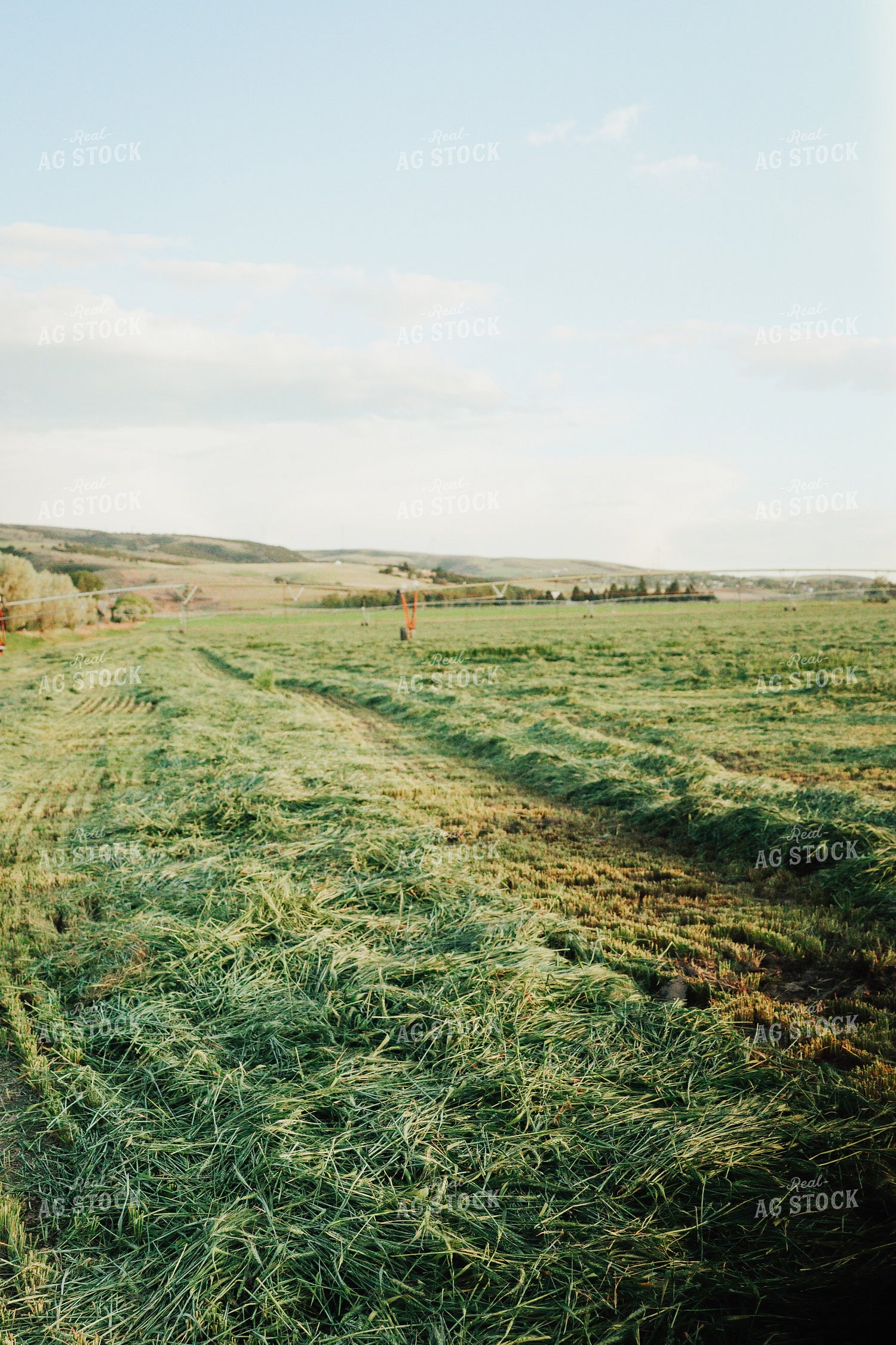 Wheat Green Chopped for Forage 83166